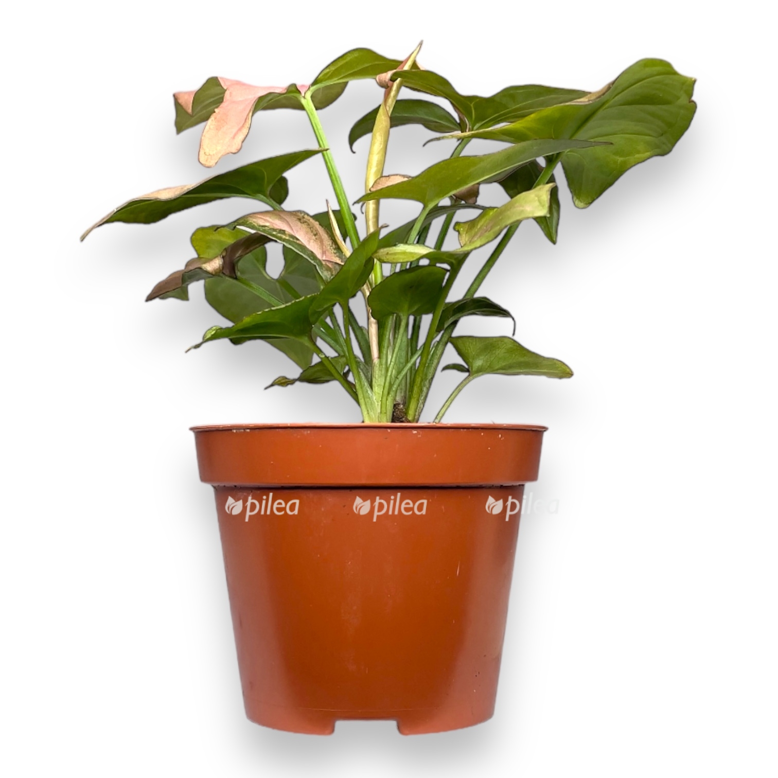 singonium pink splesh