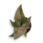 singonium red spot e1729509407786