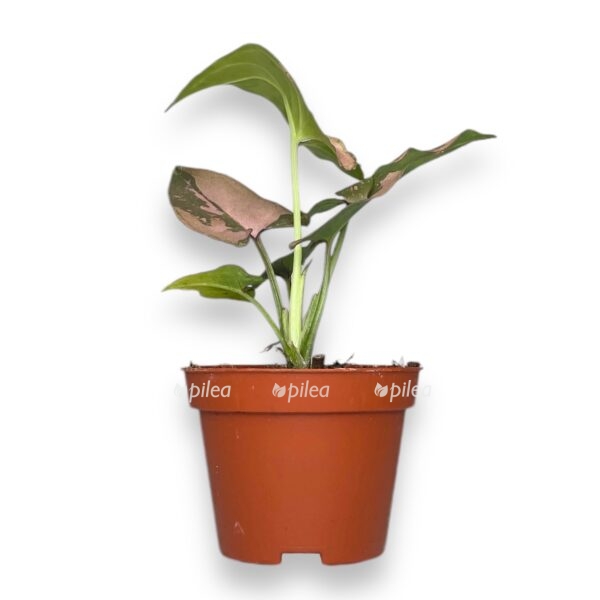 singonium red spot e1729509420610