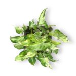 singonium starlajt