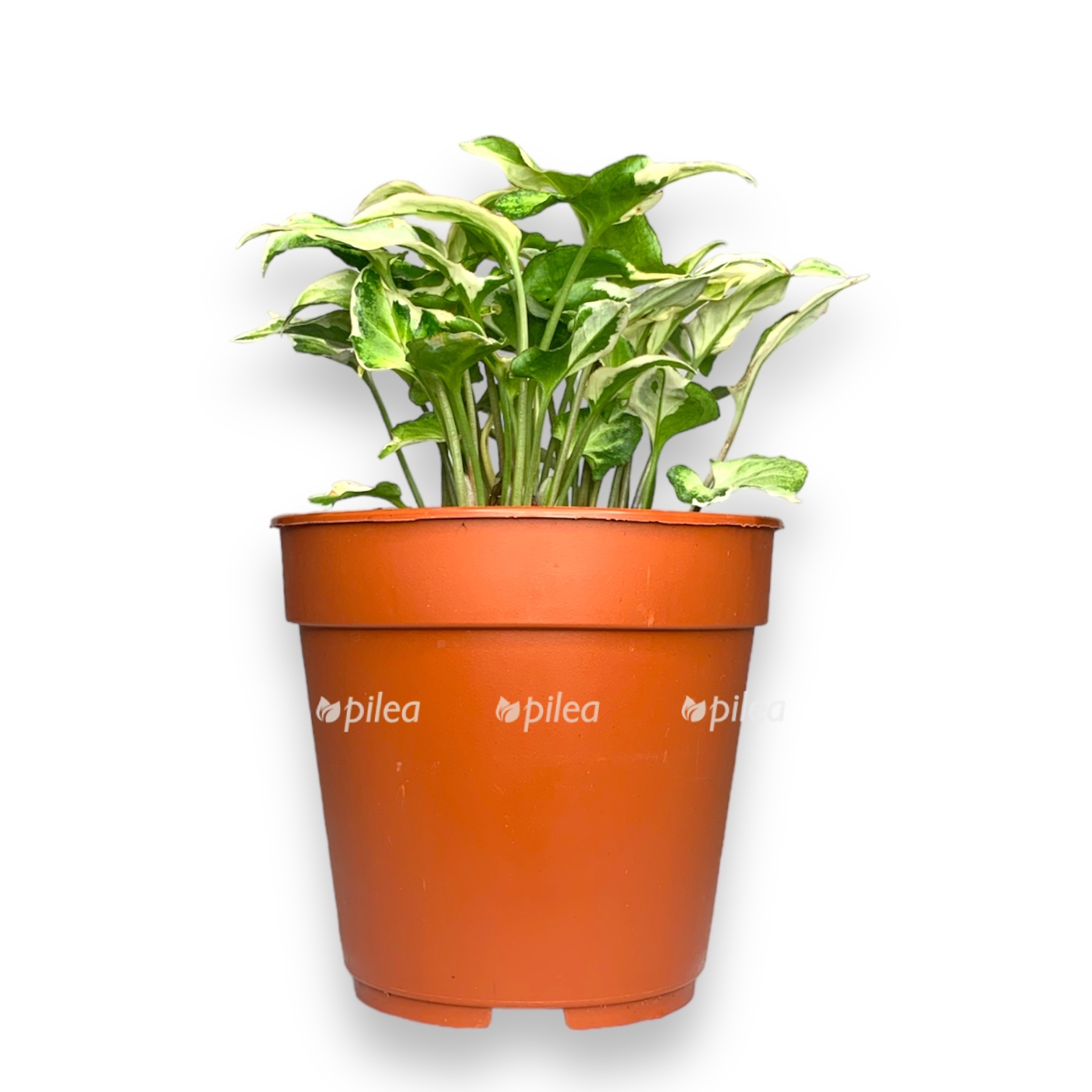 singonium-starlajt.jpg singonium starlajt