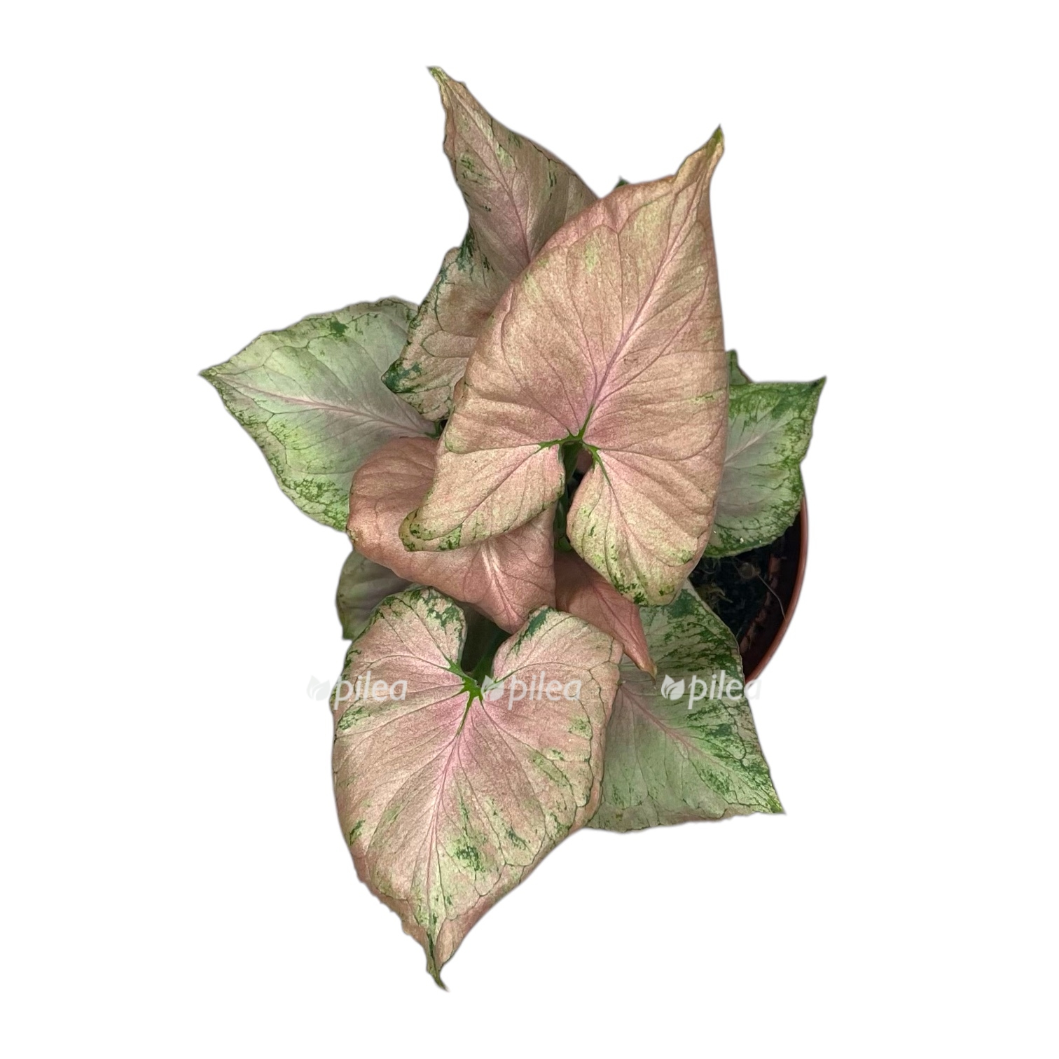 singonium stravberri ajs