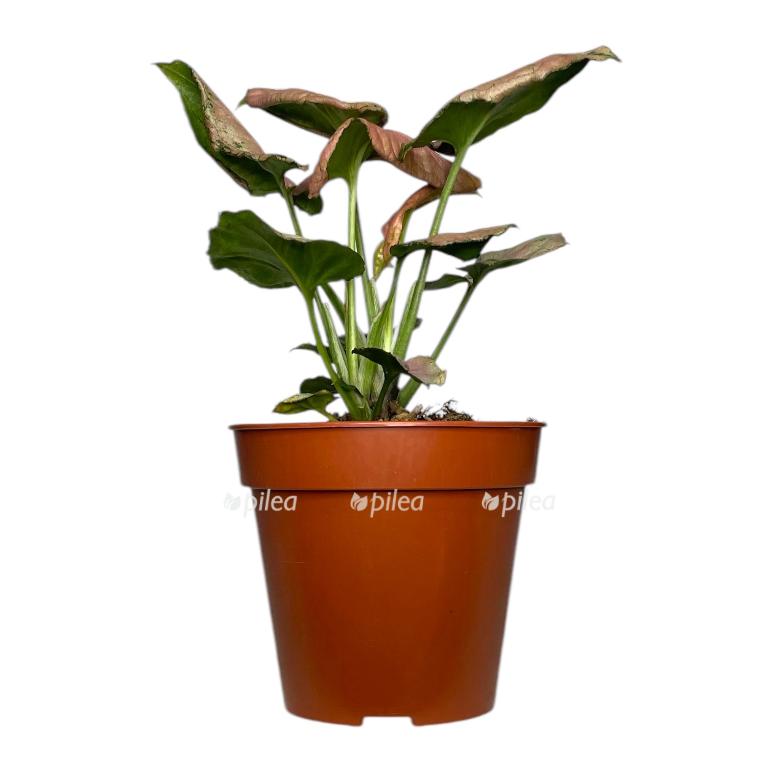 singonium stravberri ajs