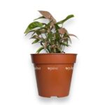 singonium t1510 1 e1728660014481