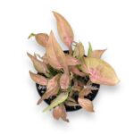 singonium t1510
