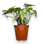 singonium tri korolya e1723480894293