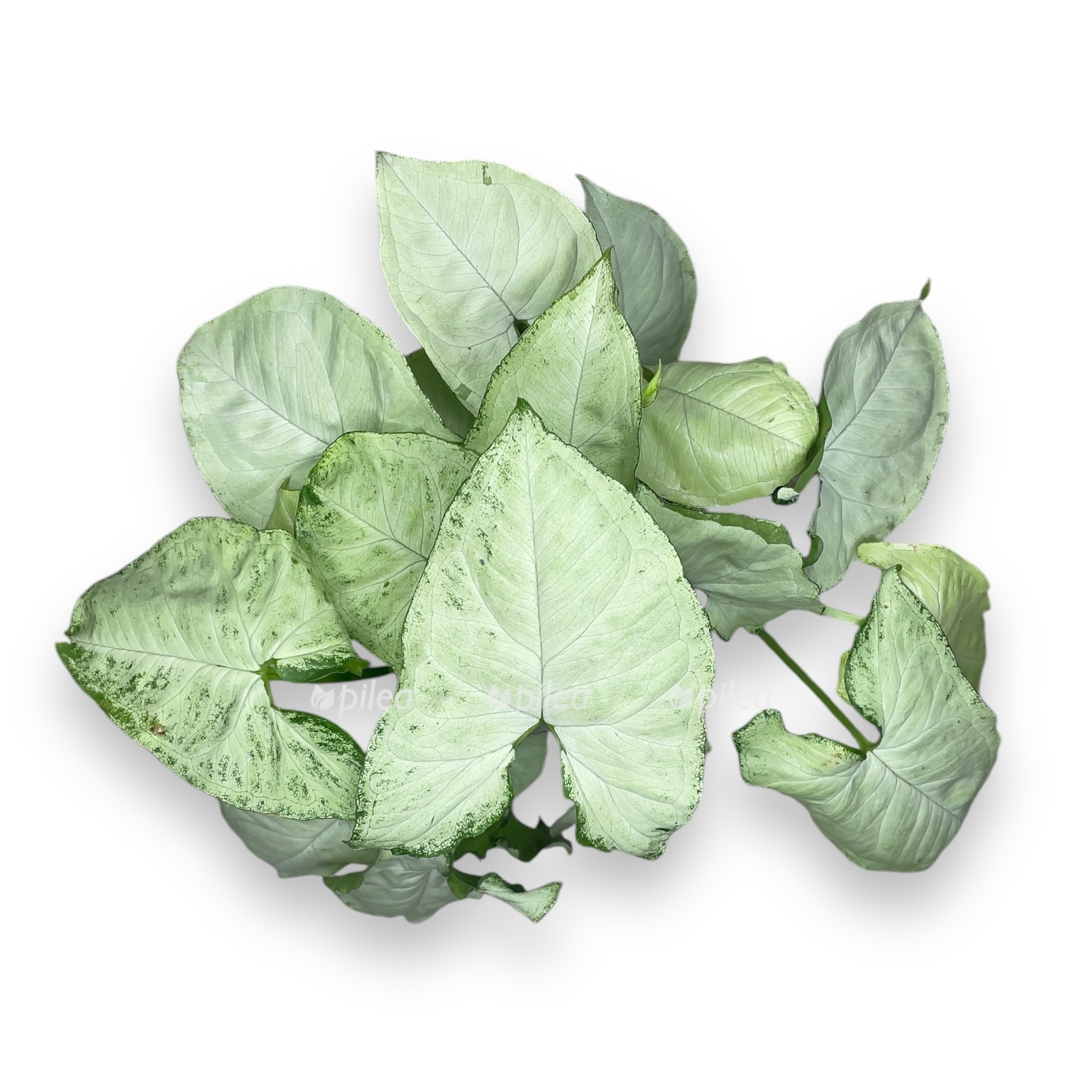 singonium vajt batterflyaj