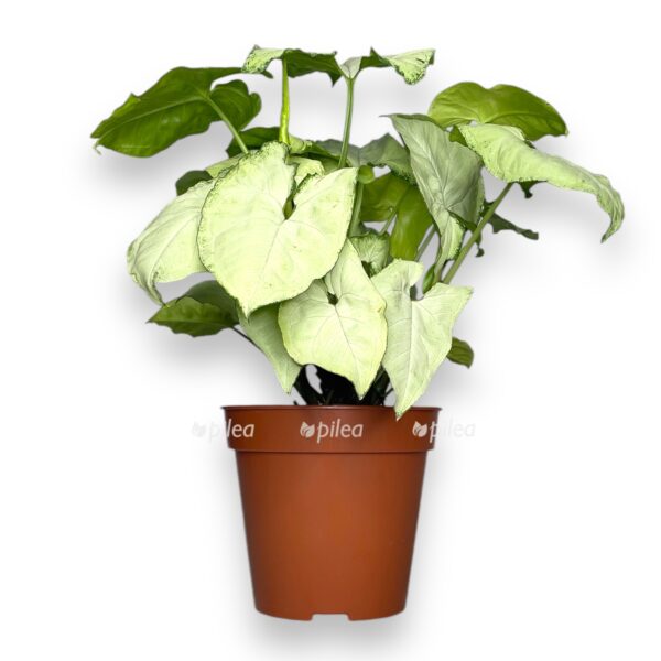 singonium vajt batterflyaj e1742788256553