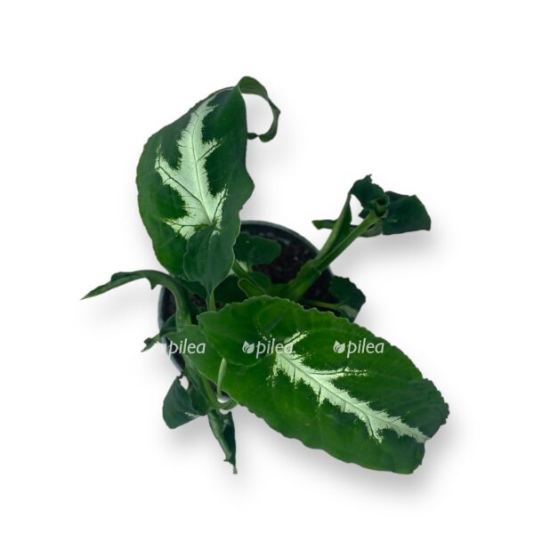 singonium vendlanda e1723660517556