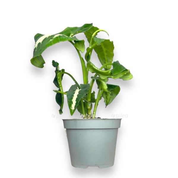 singonium vendlanda e1723660527547