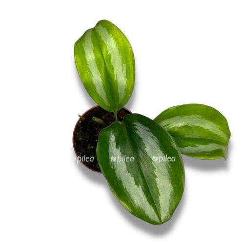 skafohlamis scintillans 1 e1745338151472