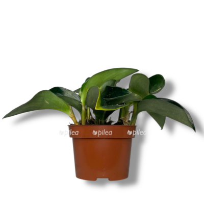 skafohlamis scintillans dark