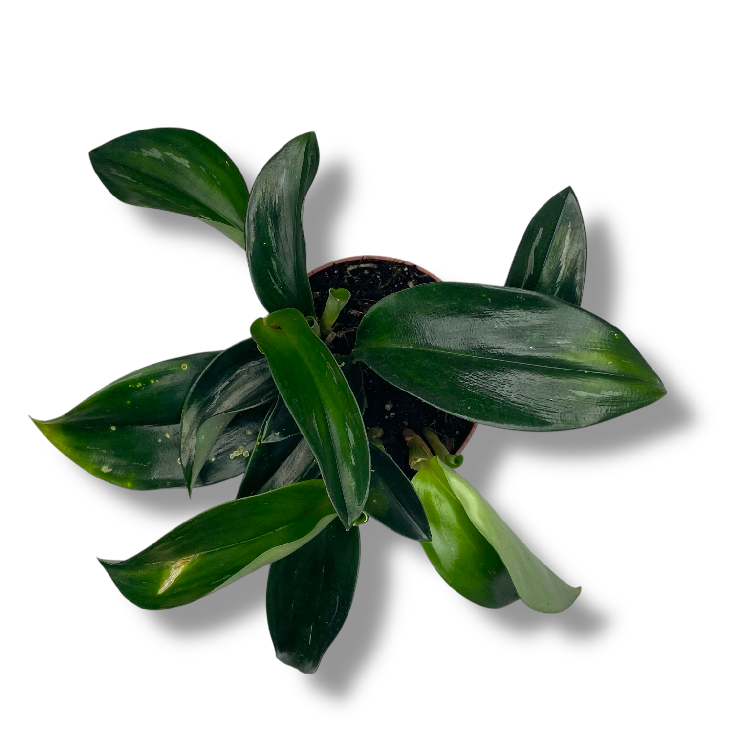 skafohlamis-scintillans-dark.png skafohlamis scintillans dark