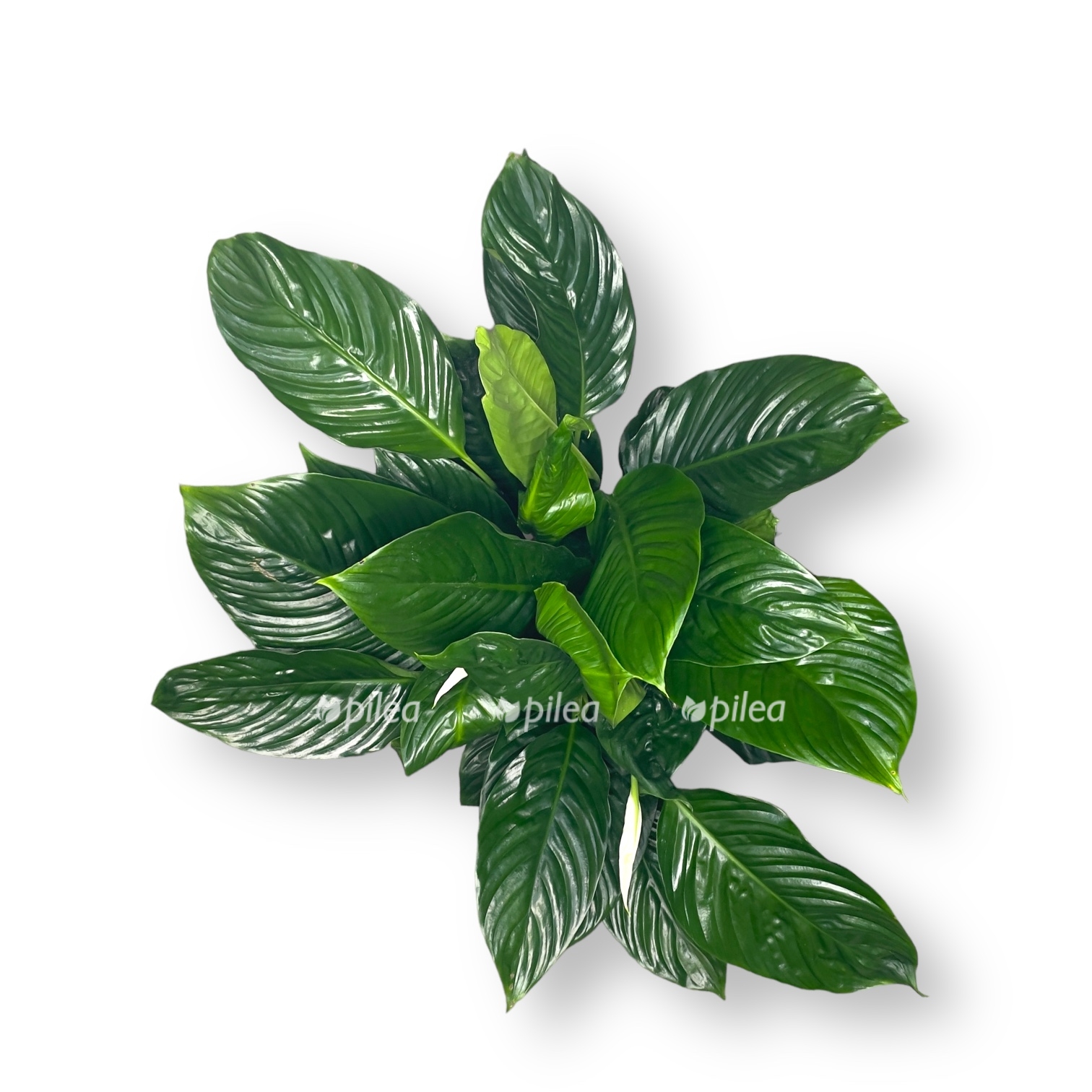 spathiphyllum sweet isabella