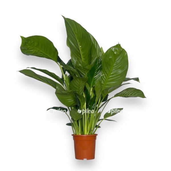 spathiphyllum sweet isabella 1 1 e1724823819793