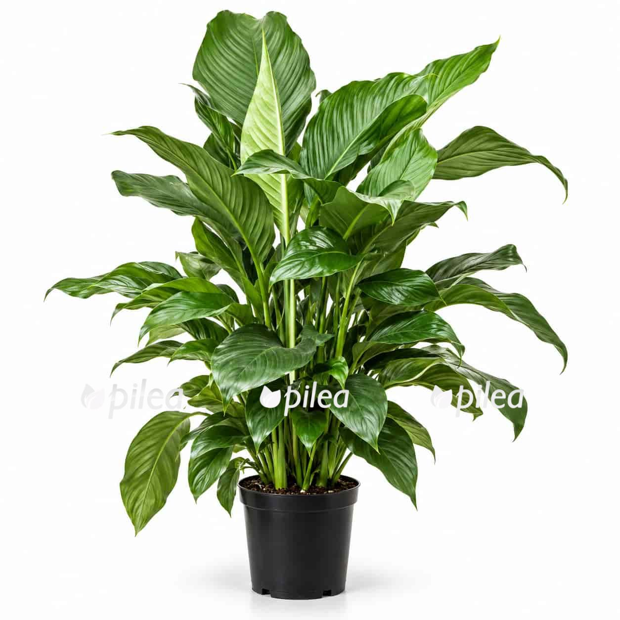 spathiphyllum sweet silvana