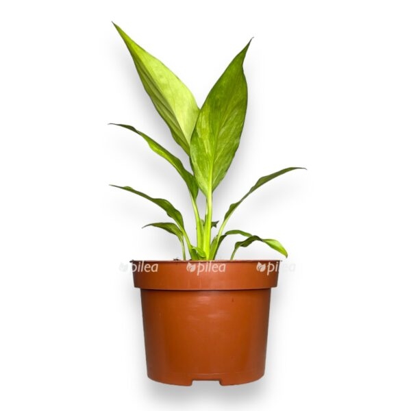 spatifillum aurea 1 2 e1724173448665