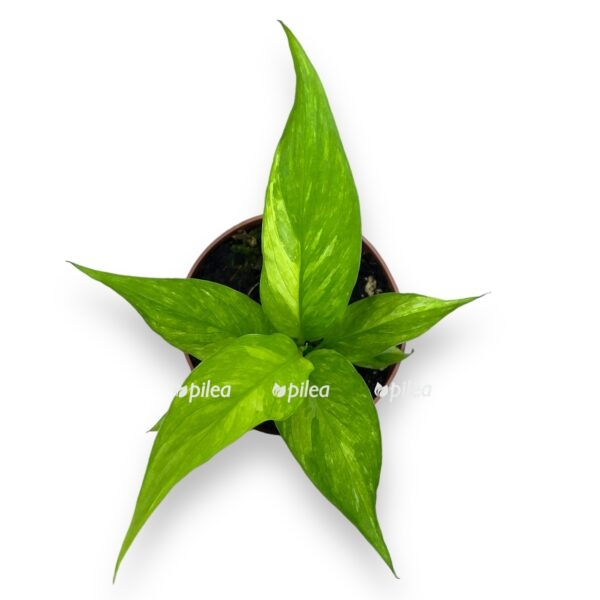 spatifillum aurea d10 sm e1724173442194