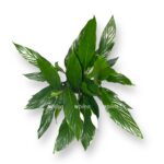 spatifillum bingo kupido