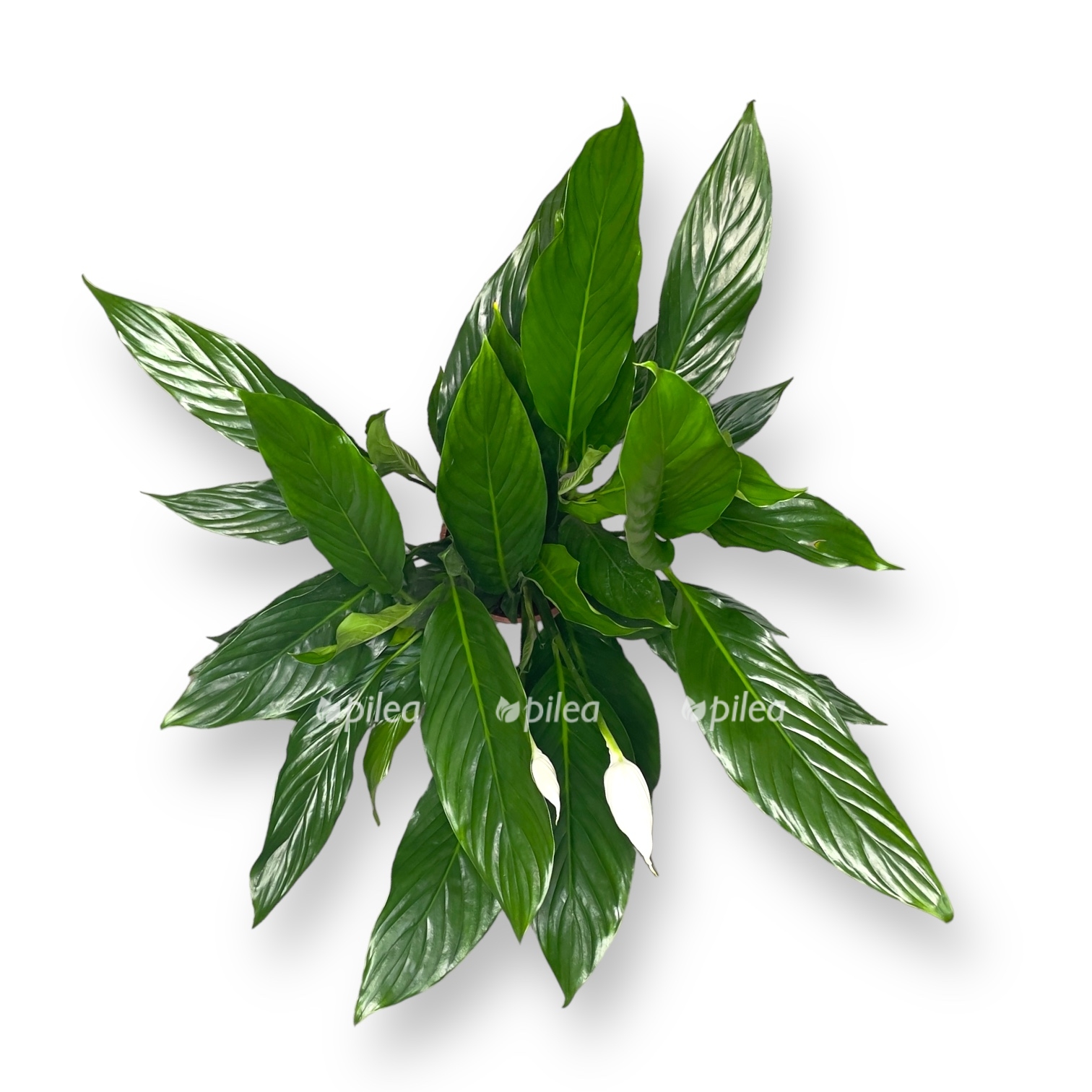 spatifillum bingo kupido