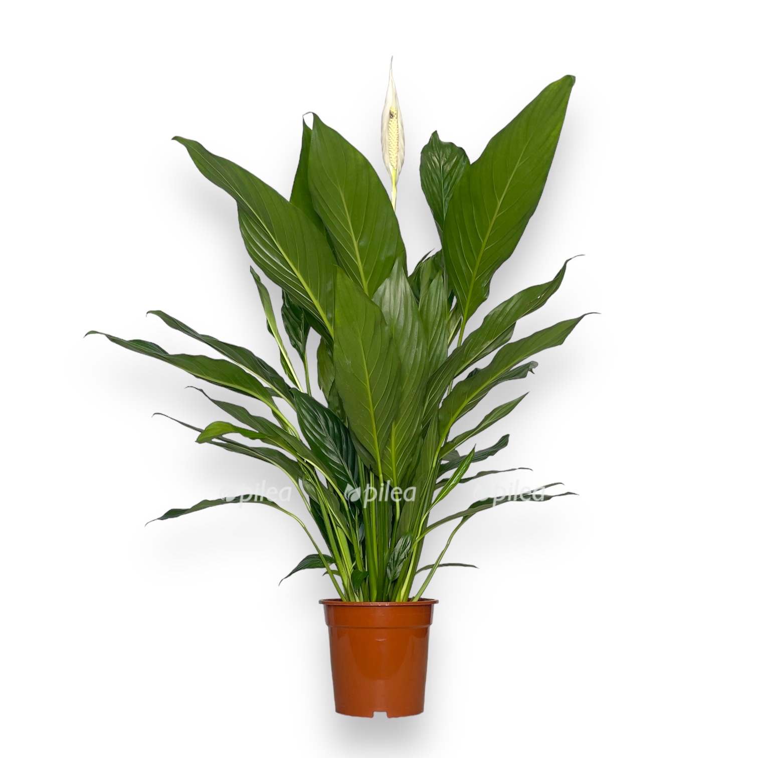 spatifillum bingo kupido