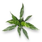 spatifillum dajmond variegata