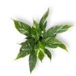 spatifillum dajmond variegata 1 e1724602473740