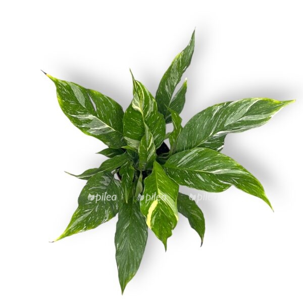 spatifillum dajmond variegata 1 e1724602473740