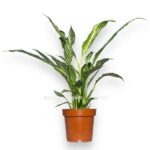 spatifillum dajmond variegata e1724574448308