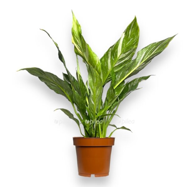 spatifillum dajmond variegata e1724602412308