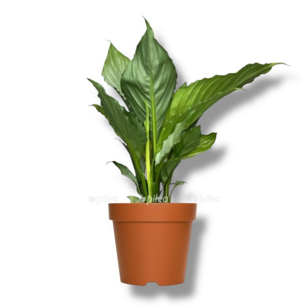 spatifillum grej e1763879942312