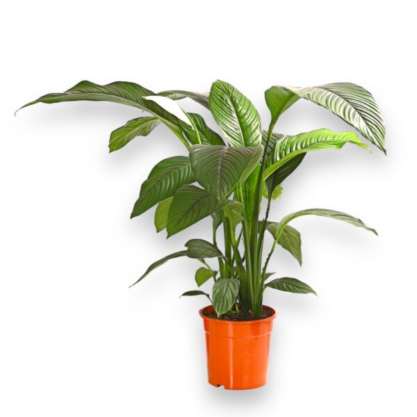 spatifillum sensejshen e1724360347784