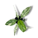 spatifillum sensejshn variegata