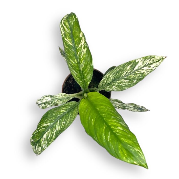 spatifillum sensejshn variegata 10 20 e1700668882821