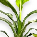 spatifillum sensejshn variegata e1700668832195