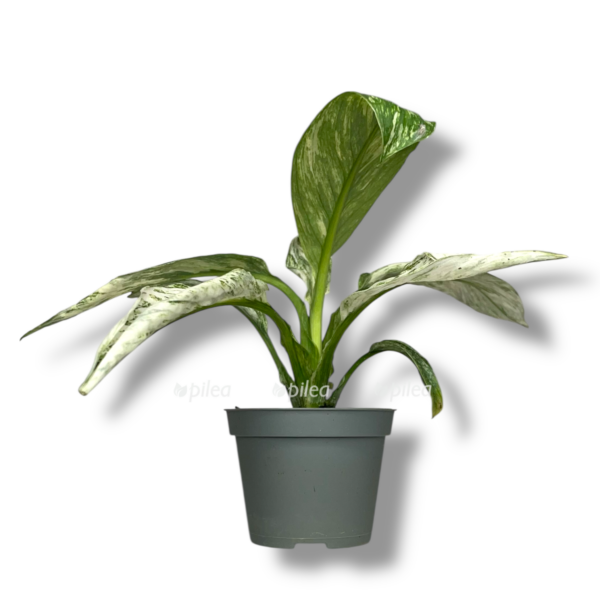 spatifillum sensejshn variegata e1757651433856