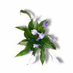 spatifillum shopen filodendron