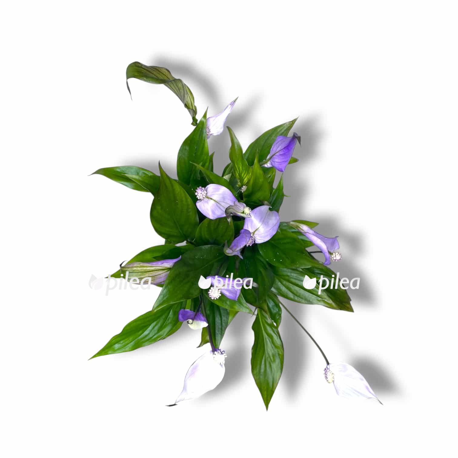 spatifillum shopen filodendron