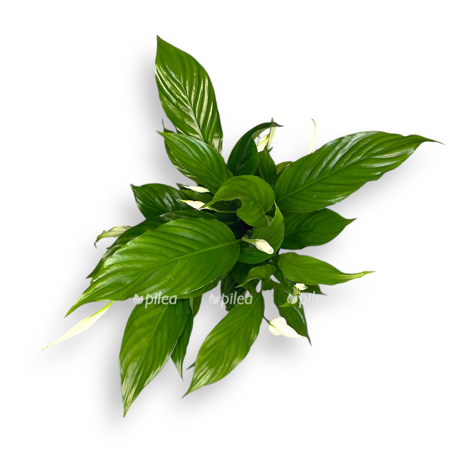 spatifillum shtrauss