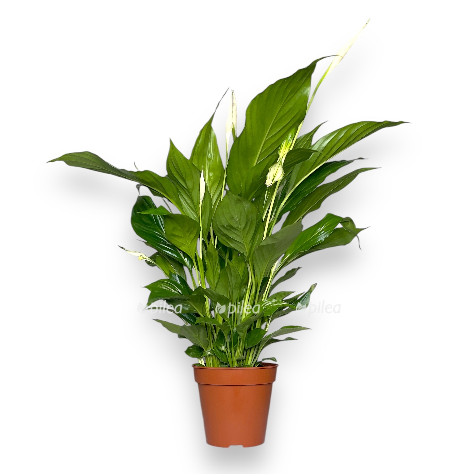 spatifillum shtrauss