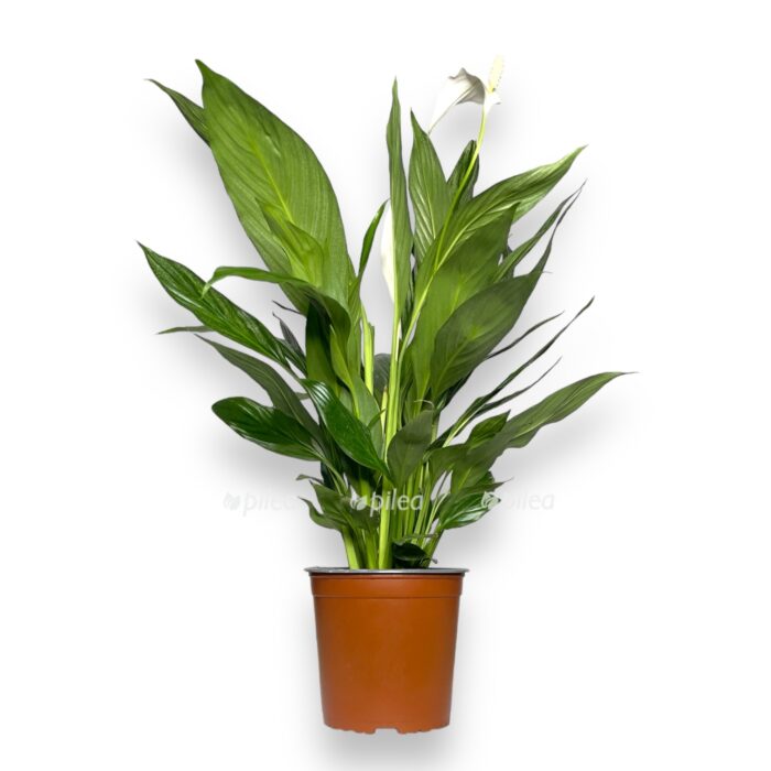 spatifillum silver kupido e1706901592307