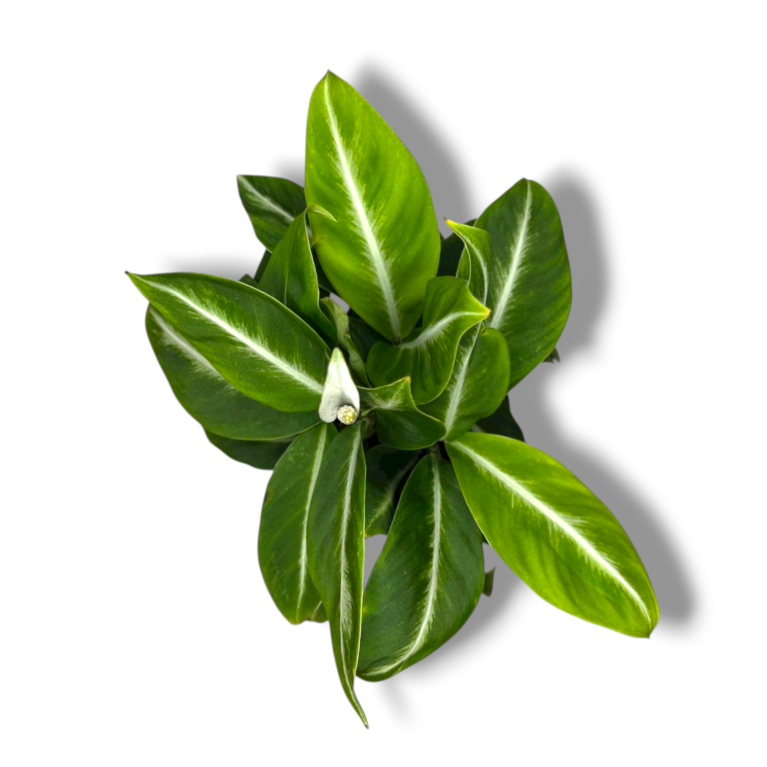 spatifillum silver strik