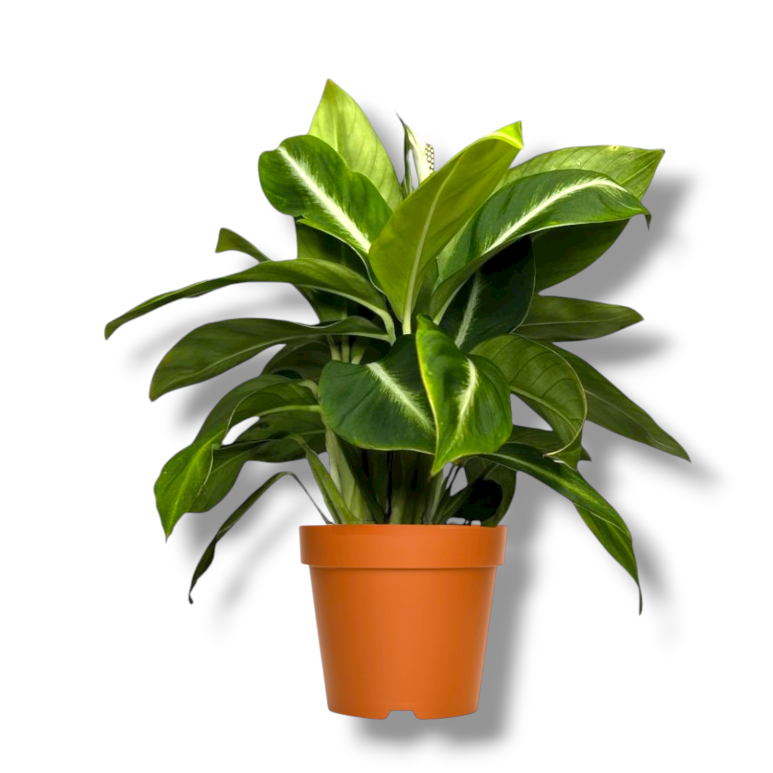 spatifillum silver strik