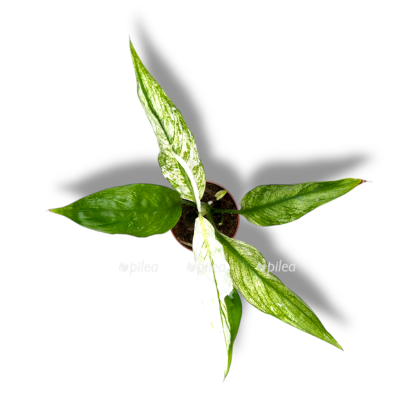 spatifillum snou fezer e1763880104268