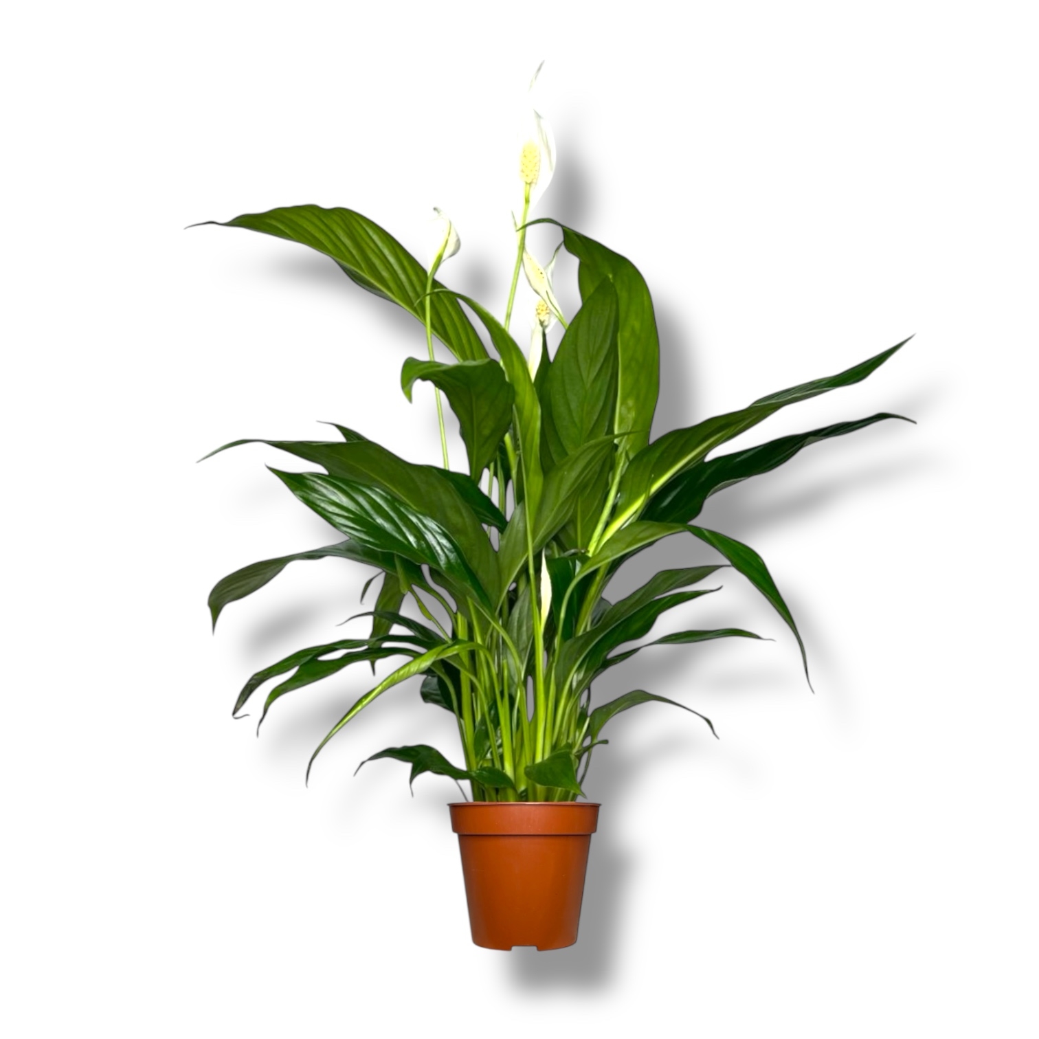 spatifillum svit benito