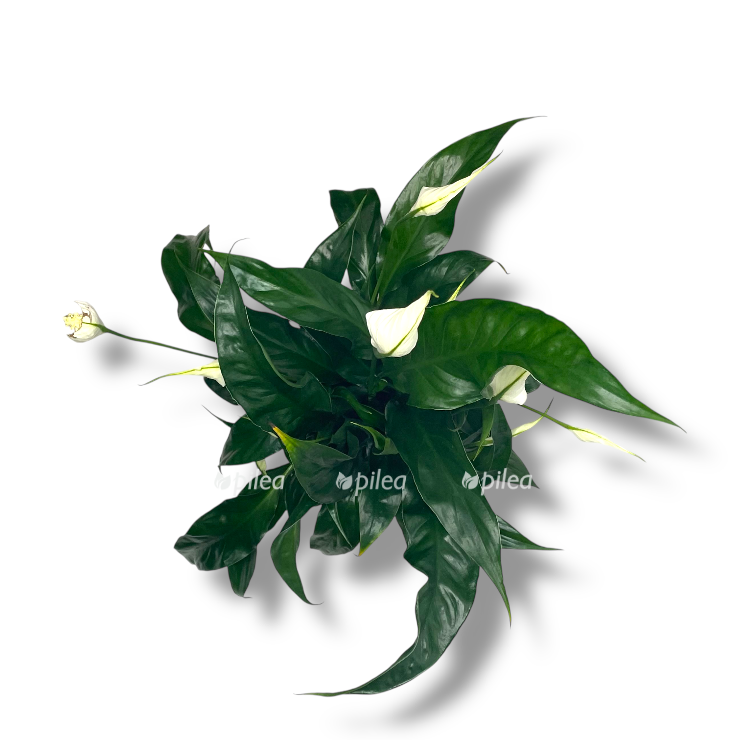 spatifillum svit kuriosa