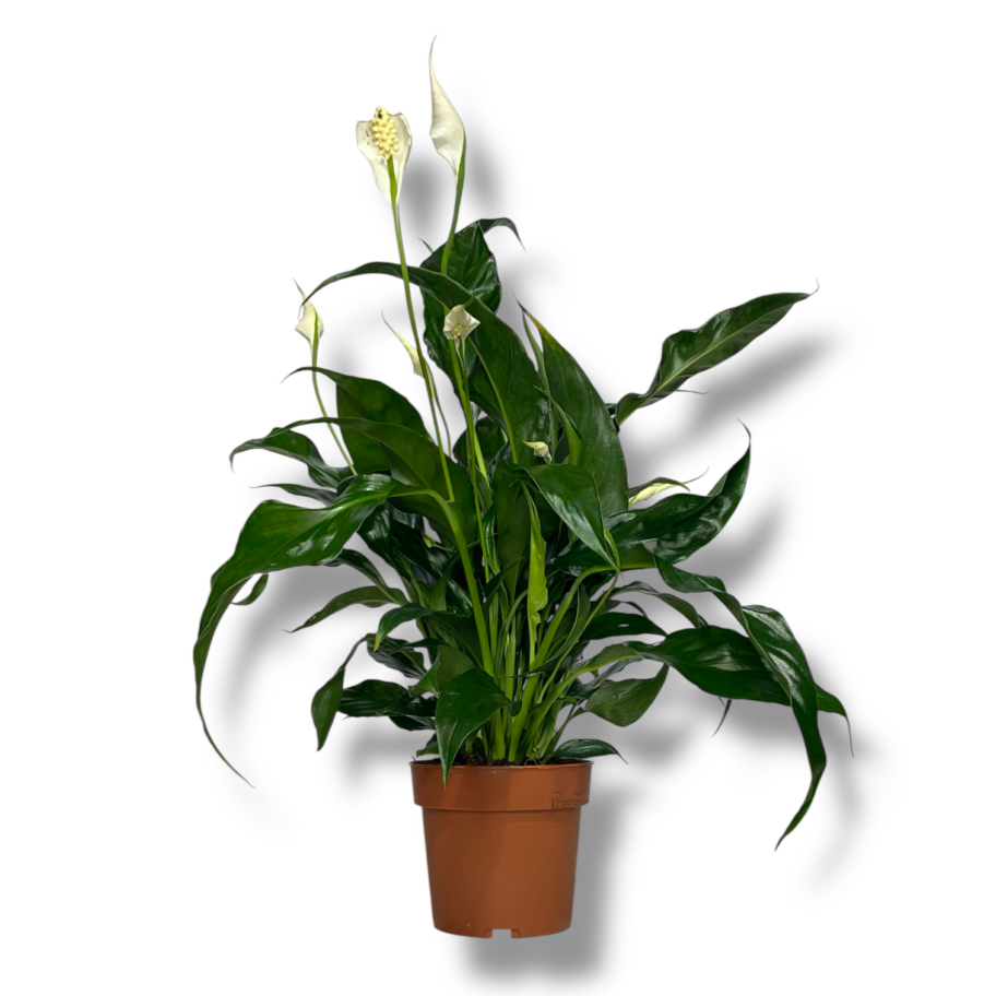 spatifillum svit kuriosa 1 e1772873602464