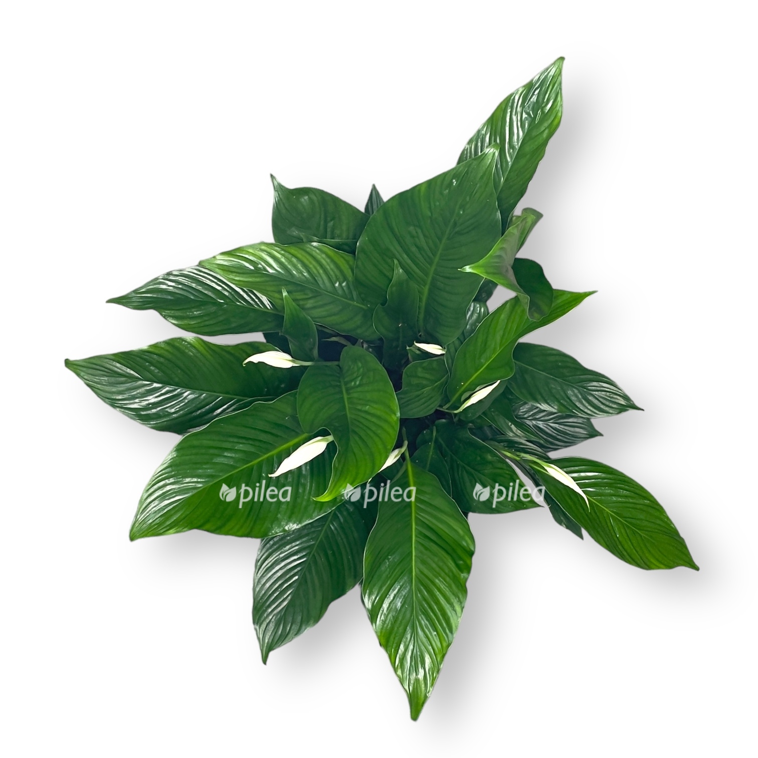 spatifillum svit lauretta