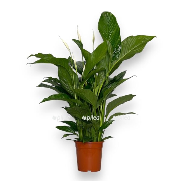 spatifillum svit lauretta e1736850890655