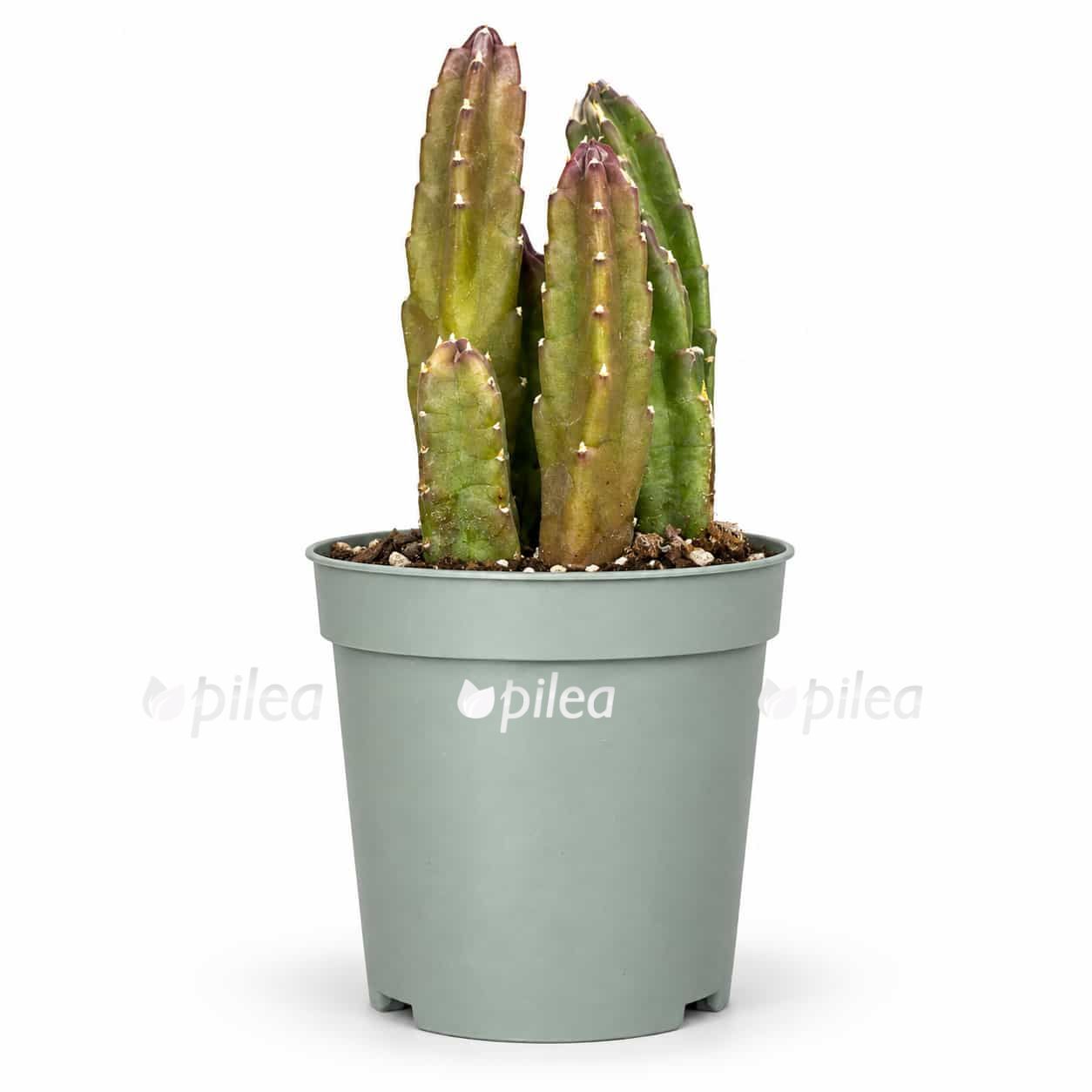 stapelia hirsuta